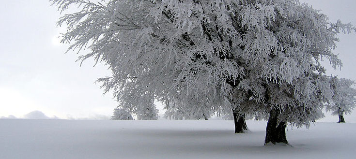snow-covered-tree